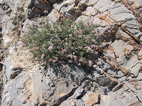 Eastern Mojave Buckwheat (Eriogonum fasciculatum var polifolium)