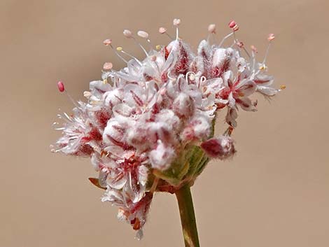 Eastern Mojave Buckwheat (Eriogonum fasciculatum var polifolium)