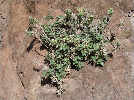 Velcro Plant - Desert Rock Nettle - Stone Creek Trail - Gr…