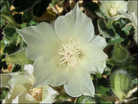 Desert Stingbush (Eucnide urens)