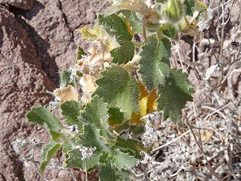 Desert Stingbush (Eucnide urens)