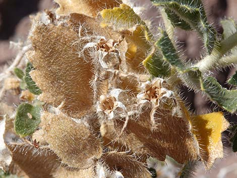 Desert Stingbush (Eucnide urens)