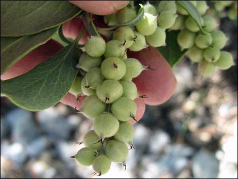 Ashy Silktassel (Garrya flavescens)