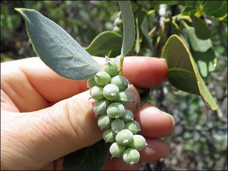 Ashy Silktassel (Garrya flavescens)