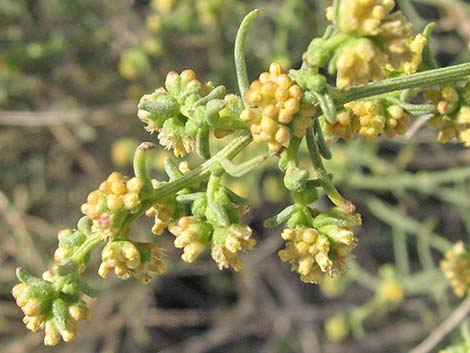 Burrobrush (Cheeseweed) (Hymenoclea salsola)