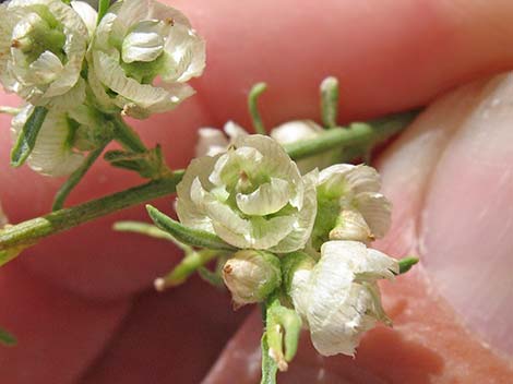 Burrobrush (Cheeseweed) (Hymenoclea salsola)