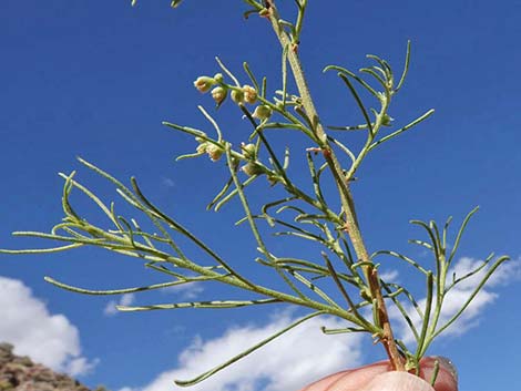 Burrobrush, Cheeseweed (Hymenoclea salsola)