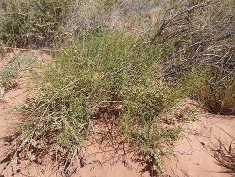 Burrobrush, Cheeseweed (Hymenoclea salsola)