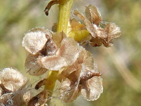 Burrobrush, Cheeseweed (Hymenoclea salsola)