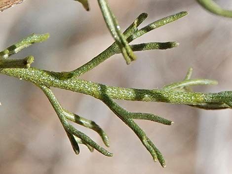 Burrobrush, Cheeseweed (Hymenoclea salsola)