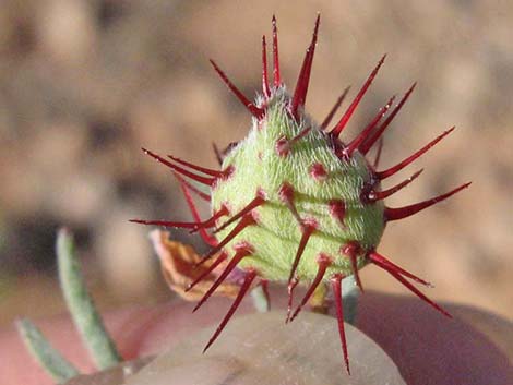 Littleleaf Ratany (Krameria erecta)