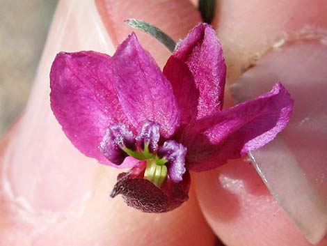 Littleleaf Ratany (Krameria erecta)