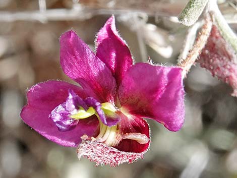 Littleleaf Ratany (Krameria erecta)