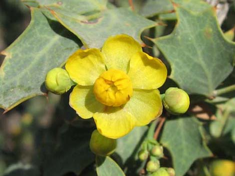 Fremont's Mahonia (Mahonia fremontii)