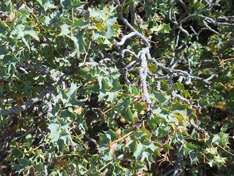 Fremont's Mahonia (Mahonia fremontii)