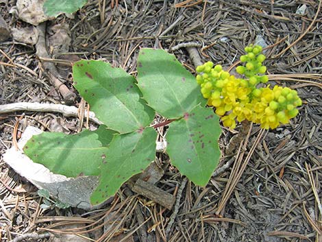 Creeping Barberry (Mahonia repens)