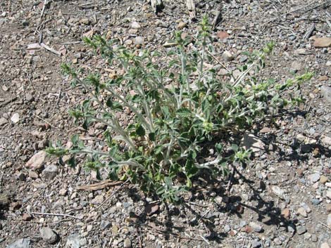 Horehound (Marrubium vulgare)