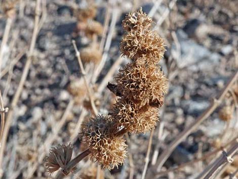 Horehound (Marrubium vulgare)