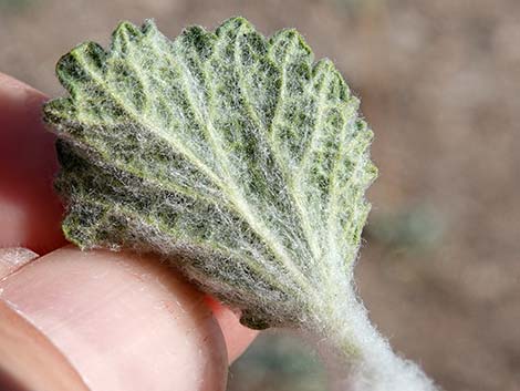 Horehound (Marrubium vulgare)