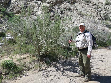 Utah Mortonia (Mortonia utahensis)