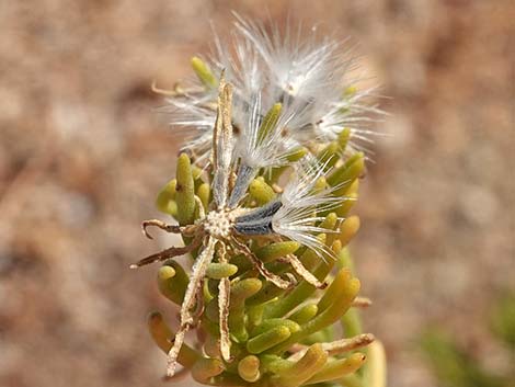 Schott's Pygmycedar (Peucephyllum schottii)