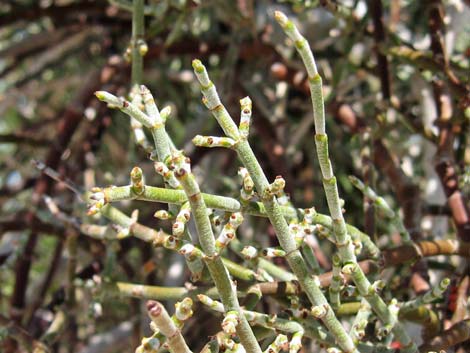 Mesquite Mistletoe (Phoradendron californicum)