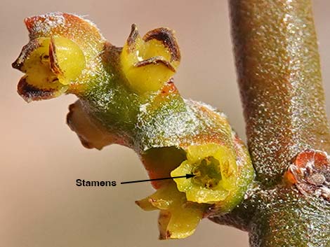 Mesquite Mistletoe (Phoradendron californicum)