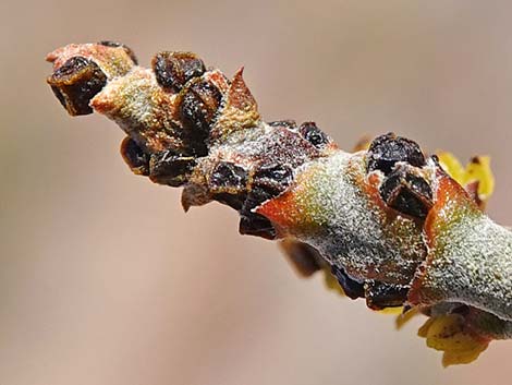 Mesquite Mistletoe (Phoradendron californicum)