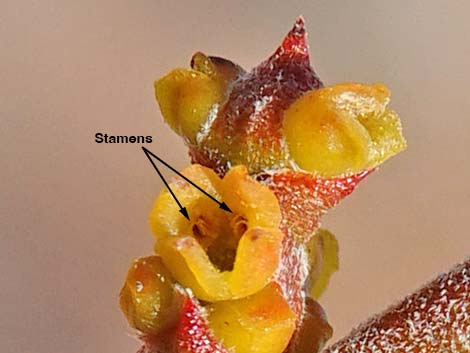 Mesquite Mistletoe (Phoradendron californicum)