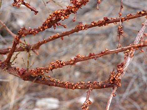 Mesquite Mistletoe (Phoradendron californicum)