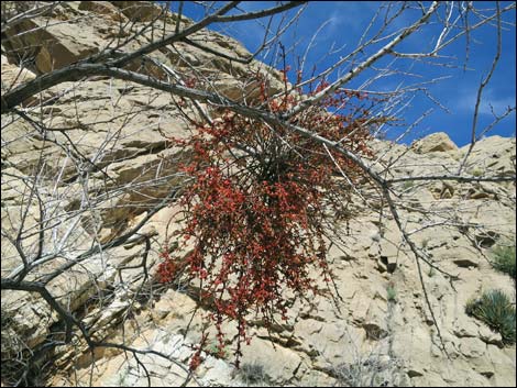 Mesquite Mistletoe (Phoradendron californicum)