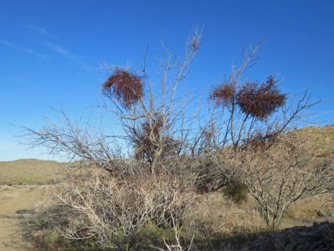 Mesquite Mistletoe (Phoradendron californicum)