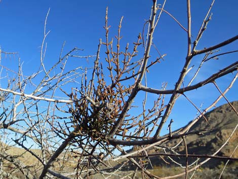 Mesquite Mistletoe (Phoradendron californicum)