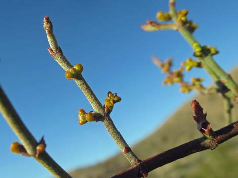 Mesquite Mistletoe (Phoradendron californicum)