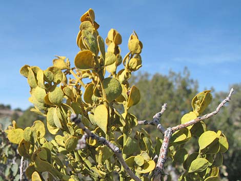 Cory's Oak Mistletoe (Phoradendron coryae)