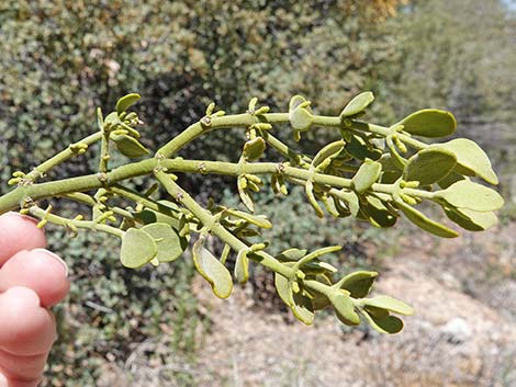 Cory's Oak Mistletoe (Phoradendron coryae)