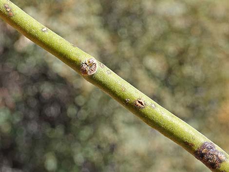 Cory's Oak Mistletoe (Phoradendron coryae)