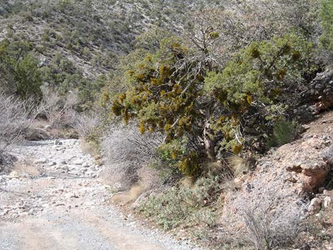 Juniper Mistletoe (Phoradendron juniperinum)