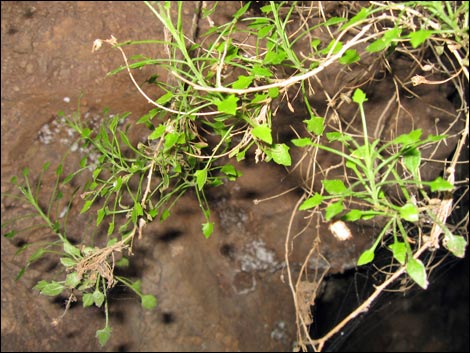 Bush Arrowleaf (Pleurocoronis pluriseta)