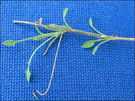 Bush Arrowleaf (Pleurocoronis pluriseta)