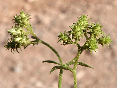 Bush Arrowleaf (Pleurocoronis pluriseta)