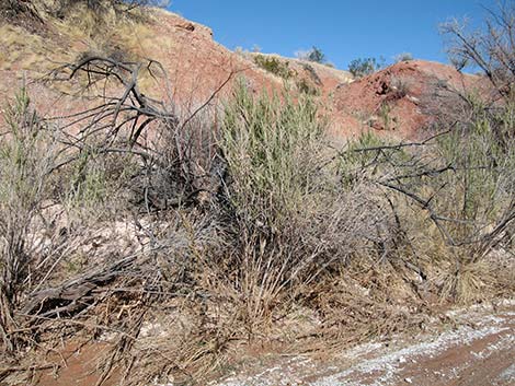 Arrowweed (Pluchea sericea)