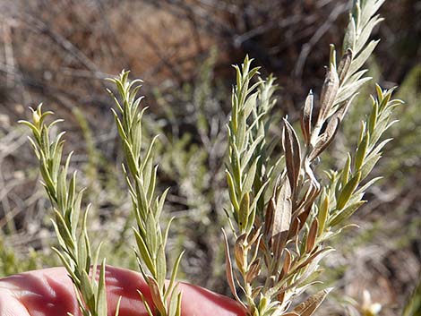 Arrowweed (Pluchea sericea)