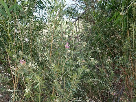 Arrowweed (Pluchea sericea)