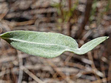 Arrowweed (Pluchea sericea)