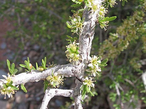 Desert Almond (Prunus fasciculata)