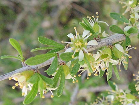 Desert Almond (Prunus fasciculata)