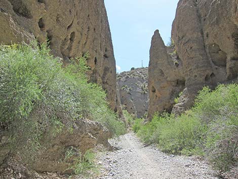 Desert Almond (Prunus fasciculata)