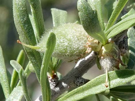 Desert Almond (Prunus fasciculata)