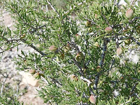 Desert Almond (Prunus fasciculata)